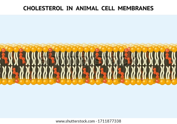 Cholesterol Animal Cell Membranes Cholesterol Component Stock Illustration 1711877338