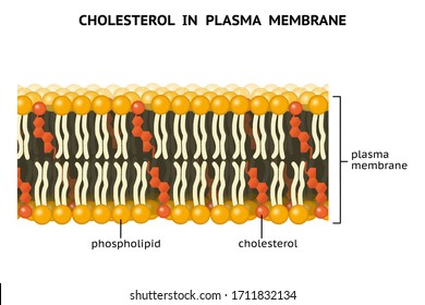 Cholesterol In Plasma Membrane. Cholesterol Is A Component Of Animal Cell Membranes. Cholesterol Reduces Membrane  Fluidity And Permeability To Some Solutes