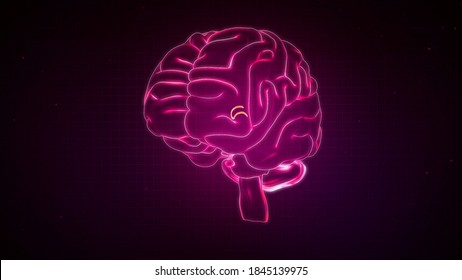 Chorid Plexus Third Ventricle Of Human Brain 3d Illustration