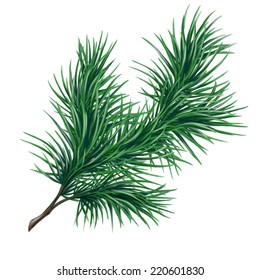 Christmas Pine Branch, Watercolor Illustration Isolated On White Background