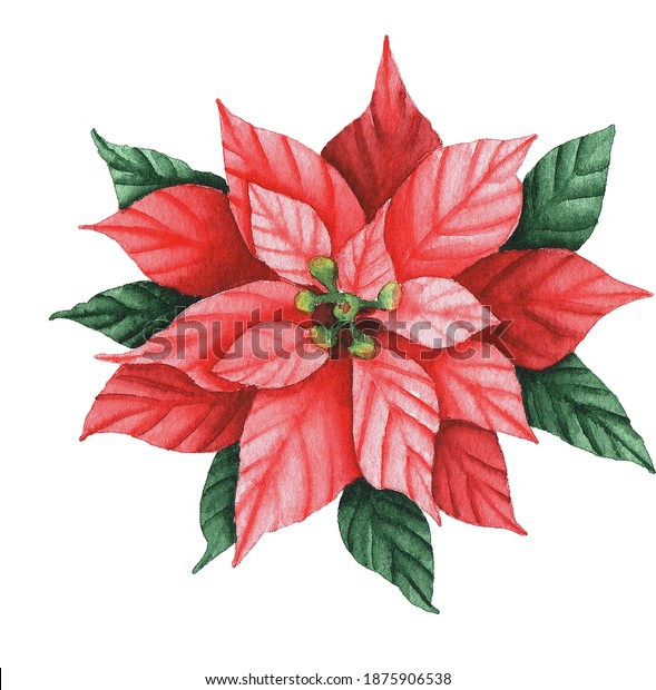 クリスマス ポインセチアの花 白い背景に水彩イラスト 花柄のグリーティングカード 花輪 フレームのデザインエレメント のイラスト素材