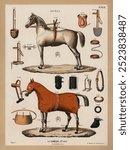 A chromolithograph of horses with antique horseback riding equipments (1890), from an antique horseback riding catalog. Vintage art horse riding equipments drawing illustration.