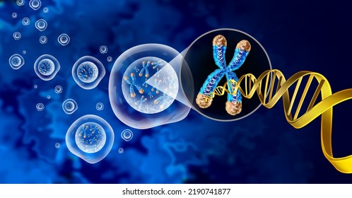 Chromosome And Cell Nucleus With Telomere And DNA Concept For A Human Biology X Structure Containing Dna Genetic Information For Gene Therapy Or Microbiology Genetics As A 3D Illustration.