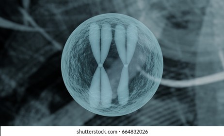 Chromosome Inside Cell Representation Bioinformatics Biotechnology Concept, Chromosome Cell On Medical Bioinformatics Biotechnology Background Holographic Medical Design  3D Render 