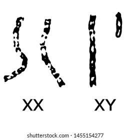 Xx Chromosome Images Stock Photos Vectors Shutterstock