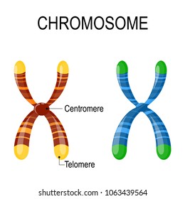 Homozygous Heterozygous Chromosomes Difference Between Chromosomes ...