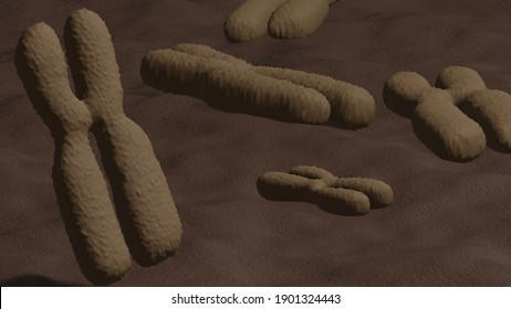 Chromosomes In The Nucleus In 3d Illustration