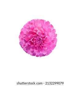 Chrysanthemum Pompon Used Decorating Your Art Stock Illustration ...