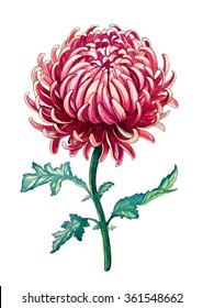 Chrysanthemum Watercolor Botanical Illustration