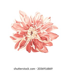 Chrysanthemum, watercolor flower, delicate bud coral color isolated on white background.