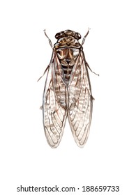 Cicada