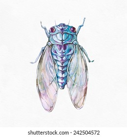 Cicada insect isolated white background  Watercolor illustration 