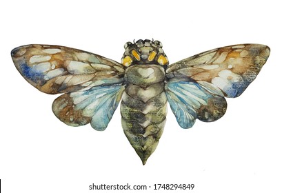 Cicada.  Watercolor Illustration On A White Background.