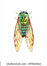 Cicada. Watercolor Vintage Illustration With Insect