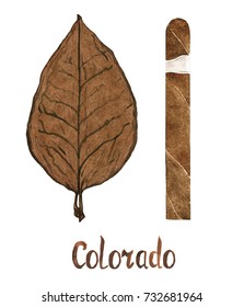 Cigar Colorado  Wrapper Leaf Color Type, Isolated Hand Painted Watercolor Illustration With Handwritten Inscription