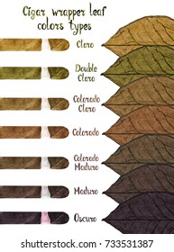 Cigar wrapper leaf colors types: Claro, Double Claro, Colorado Claro, Colorado, Colorado Maduro, Maduro and Oscuro,  isolated hand painted watercolor scheme illustration with handwritten inscription
