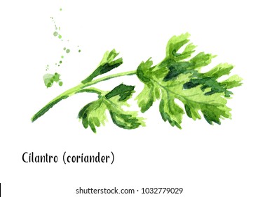 Cilantro Coriander. Watercolor Hand Drawn Illustration, Isolated On White Background