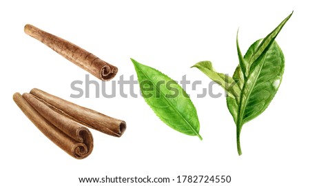 Cinnamon sticks and tea leaves watercolor illustration isolated on white background