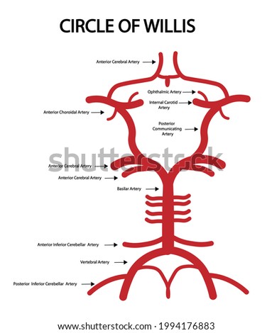 Circle of Willis Anatomy structures. 
Arterial Supply to the Brain