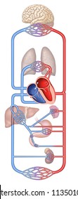 The Circulation Of Blood In The Human Body, Descriptive Scheme