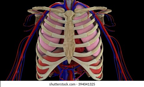 Ribcage Images Stock Photos Vectors Shutterstock