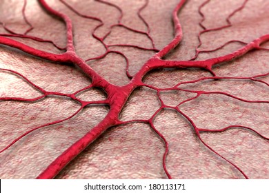 Circulatory System, Capillary, Blood Vessel 