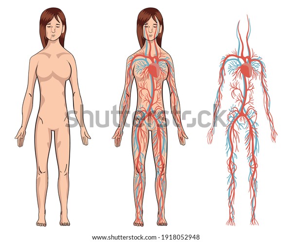 Sistema Circulatorio Ilustraci N Del Diagrama De Vasos Sangu Neos Femeninos Sistema
