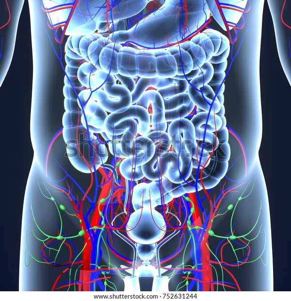 Circulatory System Lymph Nodes 3d Illustration Stock Illustration 752631244