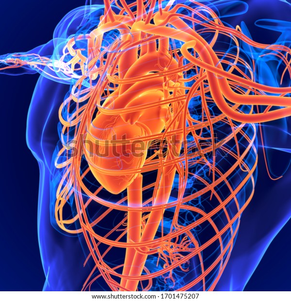 Circulatory System Network Consisting Blood Blood Stock Illustration ...