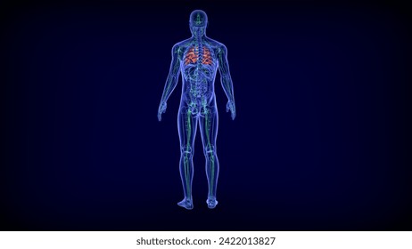 circulatory system of organs that includes the heart, blood vessels, and blood is circulated throughout the entire body of a human or other vertebrate It cardiovascular system, or vascular system.3D