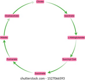 The Citric Acid Cycle (TCA Cycle)