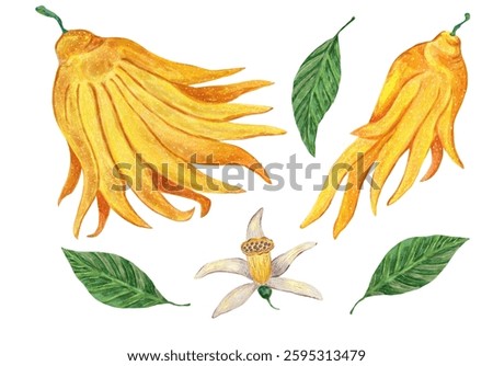 Citron Buddha Hand Set Elements. Watercolor Illustration
