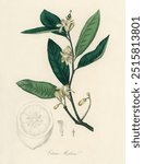 Citron (Citrus medica) illustration. Medical Botany (1836) by John Stephenson and James Morss Churchill. Vintage plant. Vintage art drawing illustration, old painting art print.