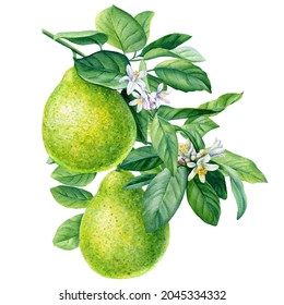 Citrus fruit. Bergamot with leaves and flower on isolated white background, watercolor botanical illustration