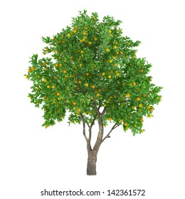 Citrus Fruit Tree Isolated. Citrus Sinensis Lemon