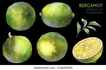 Citrus Fruits. Bergamot. Watercolor Illustration.