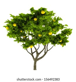 Citrus Lemon Tree Isolated