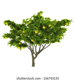 Citrus Lemon Tree Isolated