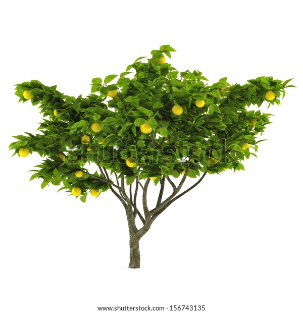 シトラスレモンの木 のイラスト素材