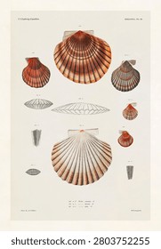 Clam shell varieties set illustration from Mollusca and Shells by Augustus Addison Gould. Poster design.