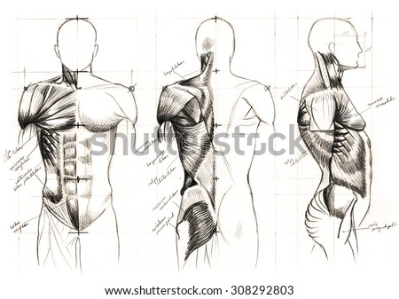 Classic Black White Pencil Drawing Human Stock Illustration