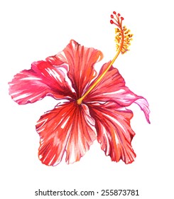 97,095 Watercolor hibiscus flower Images, Stock Photos & Vectors ...