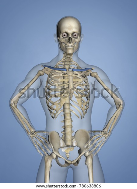 Clavicle Human Skeleton 3d Model Stock Illustration 780638806 ...