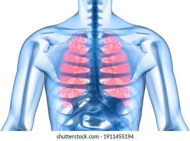 Clean and healthy lungs.3D illustration