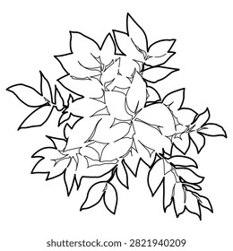 clean top-down line illustration of a compact garden bush featuring detailed compound leaf structures branching outwards in various directions. This minimalist black and white graphic emphasizes organic forms and growth symmetry, providing a highly legible vegetation standard for masterplans, site sections, urban planting layouts, and artistic coloring sheets.