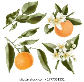 Clementine Fruit Botanical Illustration Set Stock Illustration ...