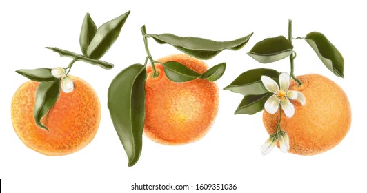 Clementine On Branch Green Leaves Flowers Stock Illustration 1609351036 ...