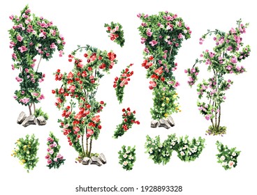 Climbing Roses Set. Hand Drawn Watercolor Illustration Isolated On White Background