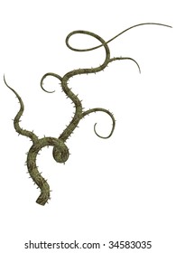 Climbing Vines With Thorns On A White Background