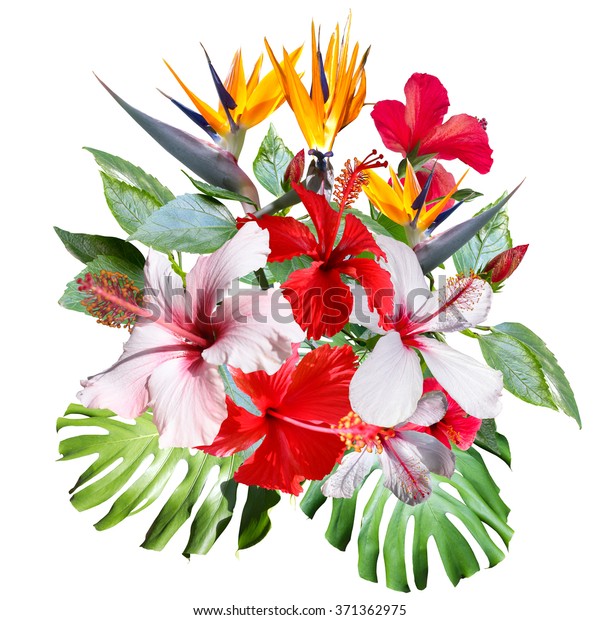 クリップアート コラージュ 美しい白い熱帯の花ハイビスカス 花と植物を持つ熱帯のブーケの接写 芸術的なフォトコラージュとソフトフォーカスエフェクト のイラスト素材 371362975